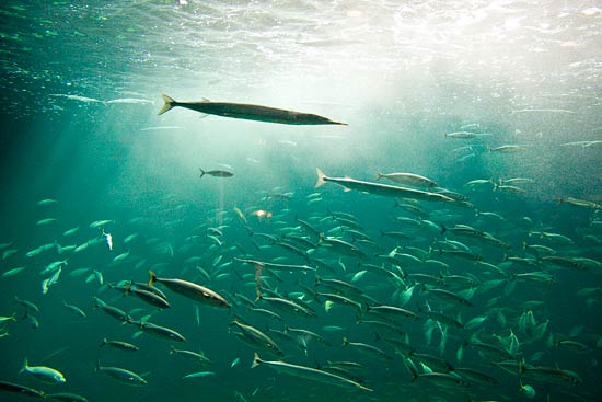 Klim Strand, Del 4 Klim Strand, Del 4