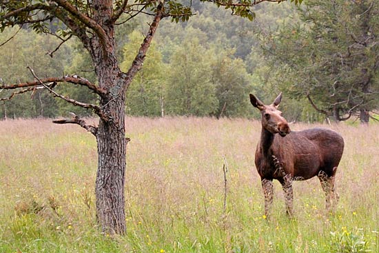 Med Adria Club Danmark til Nordkapp