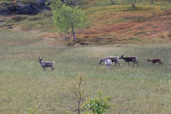 Med Adria Club Danmark til Nordkapp Med Adria Club Danmark til Nordkapp