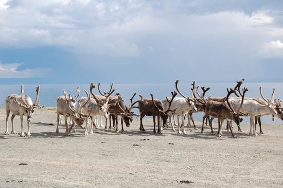 Med Adria Club Danmark til Nordkapp Med Adria Club Danmark til Nordkapp