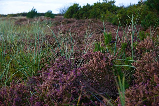 Efterår på Klim Strand Efterår på Klim Strand