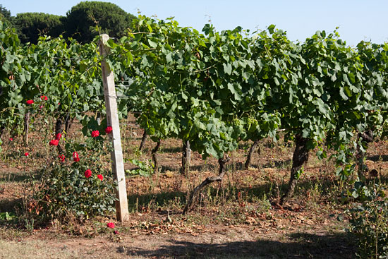 Baia Domizia, Del 4 Baia Domizia, Del 4