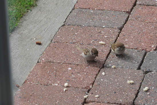 Hytteferie på Klim Strand Camping – Del 1