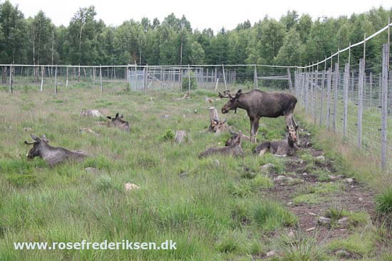 Med Rose Frederiksen til Nordkapp Sommer 2011, Del 1