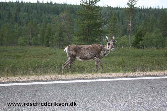 Med Rose Frederiksen til Nordkapp Sommer 2011, Del 1