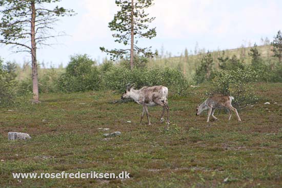 Med Rose Frederiksen til Nordkapp Sommer 2011, Del 1
