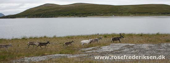 Med Rose Frederiksen til Nordkapp Sommer 2011, Del 2