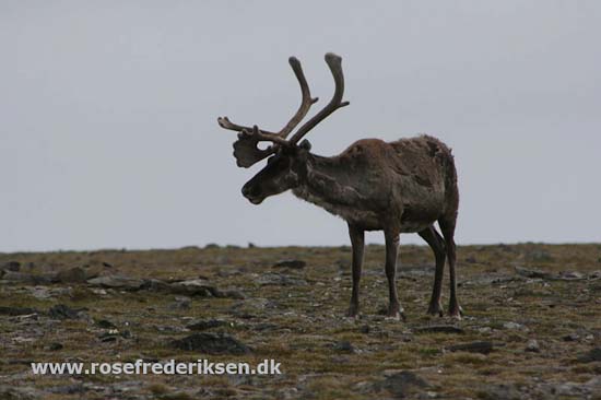 Med Rose Frederiksen til Nordkapp Sommer 2011, Del 2
