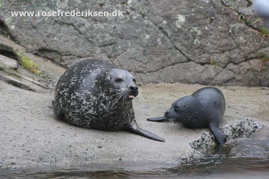 Med Rose Frederiksen til Nordkapp Sommer 2011, Del 3