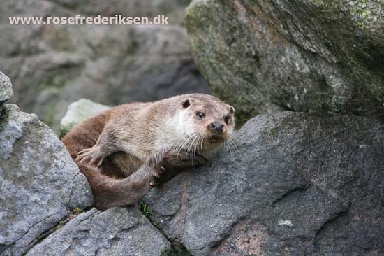 Med Rose Frederiksen til Nordkapp Sommer 2011, Del 3