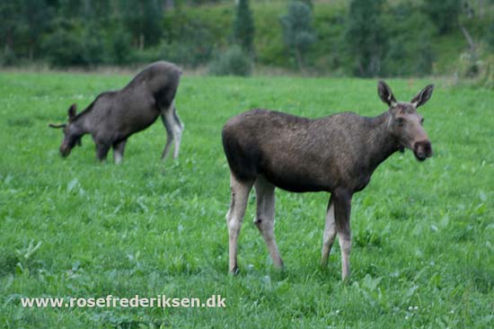 Med Rose Frederiksen til Nordkapp Sommer 2011, Del 3