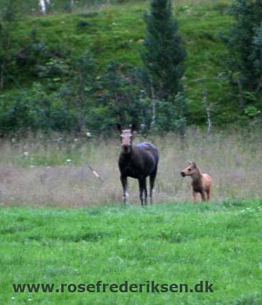 Med Rose Frederiksen til Nordkapp Sommer 2011, Del 3