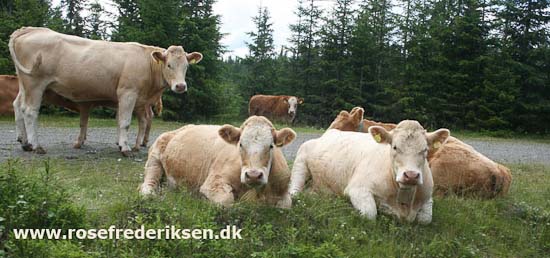 Med Rose Frederiksen til Nordkapp Sommer 2011, Del 3