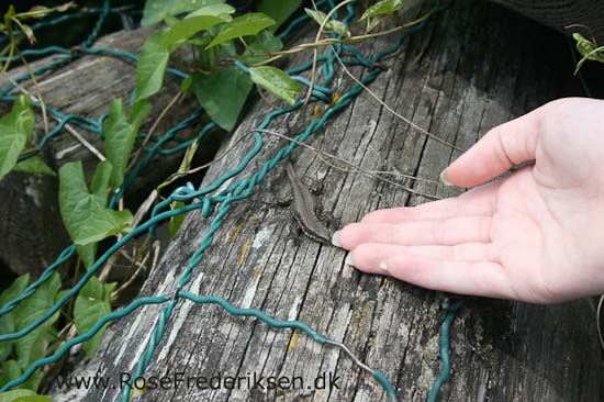 Helle og Søren Rose Frederiksen i Frankrig 2012 Helle og Søren Rose Frederiksen i Frankrig 2012