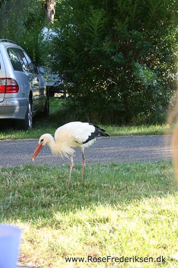 Helle og Søren Rose Frederiksen i Frankrig 2012 Helle og Søren Rose Frederiksen i Frankrig 2012
