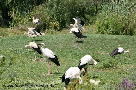 Helle og Søren Rose Frederiksen i Frankrig 2012 Helle og Søren Rose Frederiksen i Frankrig 2012