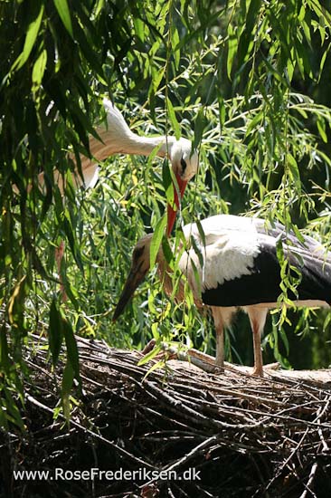 Helle og Søren Rose Frederiksen i Frankrig 2012 Helle og Søren Rose Frederiksen i Frankrig 2012