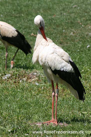 Helle og Søren Rose Frederiksen i Frankrig 2012 Helle og Søren Rose Frederiksen i Frankrig 2012