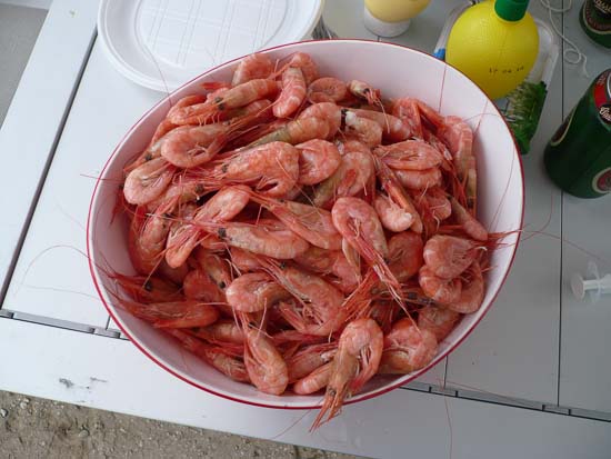 Lækre nyfangede, nykogte rejer til frokost