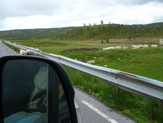 Fårene heroppe tror at de ejer vejen