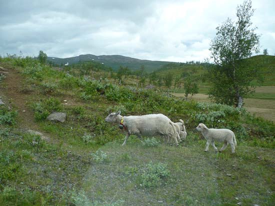 Man skal passe godt på, for de kan godt rende lige ud foran bilen