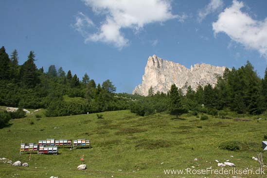 Rose Frederiksen Alpetur 2013