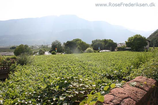 Rose Frederiksen Alpetur 2013