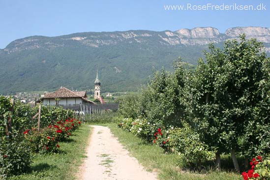 Rose Frederiksen Alpetur 2013