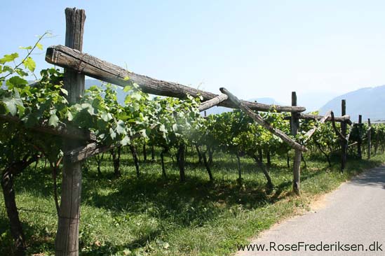 Rose Frederiksen Alpetur 2013