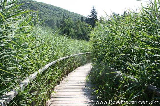 Rose Frederiksen Alpetur 2013