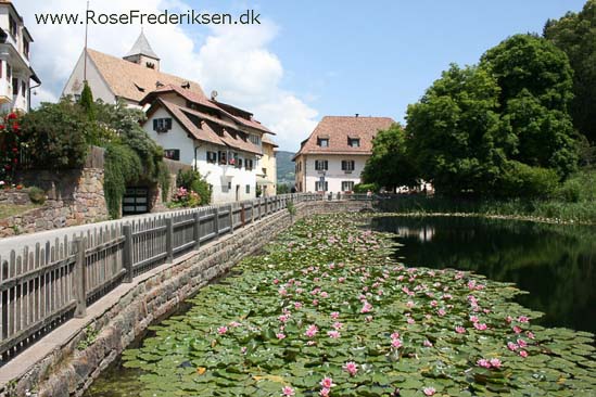 Rose Frederiksen Alpetur 2013