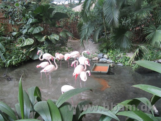 Flamingoer var bare nogen af de dyr der gik rundt derinde.