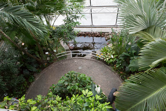 Museet havde lavet en lille tropisk regnskov, hvor man bl.a. kunne se cacaoplanten