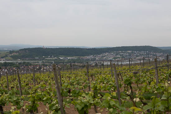 Vinmarkerne ved klosteret, og udsigten derfra er fantastisk