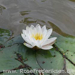 Rose Frederiksen på Ø-hop i Østersøen - Del 1 - Bornholm 1