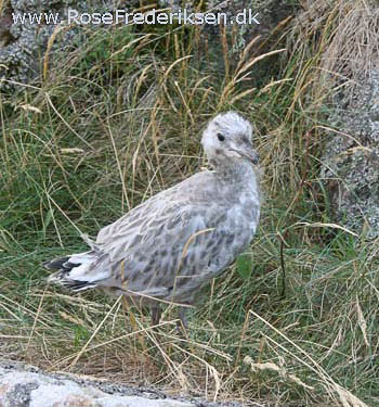 Rose Frederiksen på Ø-hop i Østersøen - Del 1 - Bornholm 1