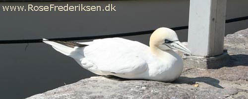 Rose Frederiksen på Ø-hop i Østersøen - Del 1 - Bornholm 1