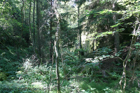 rose frederiksen oehop 2014 bornholm2 01