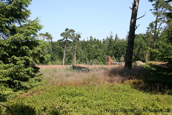 rose frederiksen oehop 2014 bornholm2 01