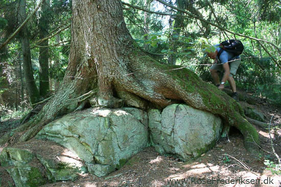 rose frederiksen oehop 2014 bornholm2 01