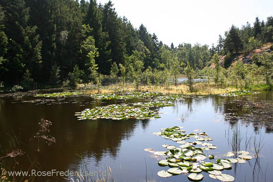 rose frederiksen oehop 2014 bornholm2 01