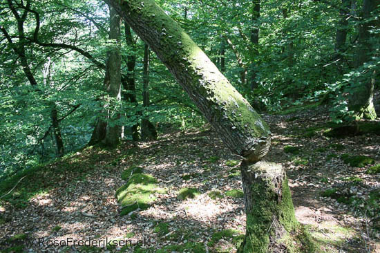 rose frederiksen oehop 2014 bornholm2 01