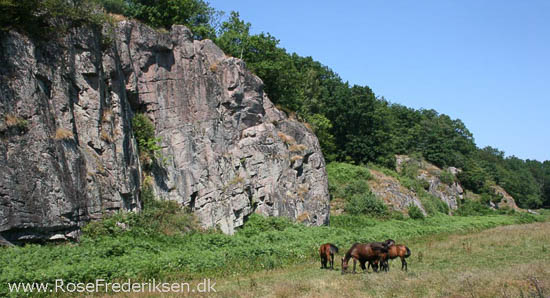 rose frederiksen oehop 2014 bornholm2 01