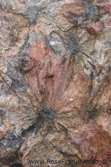 rose frederiksen oehop 2014 bornholm2 01