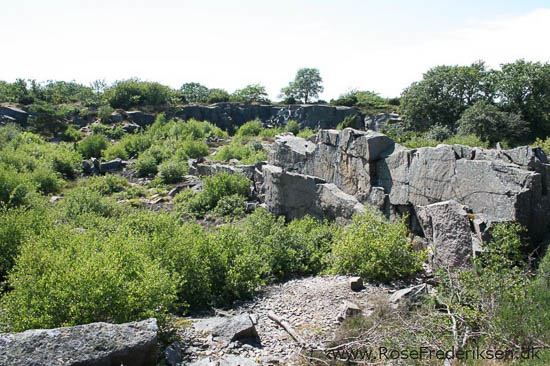 rose frederiksen oehop 2014 bornholm2 01