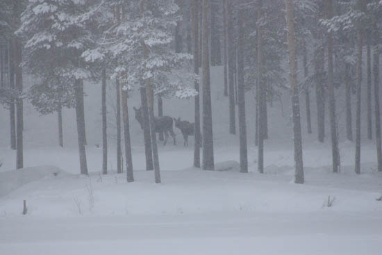 vintermarked jokkmokk sverige 2014 01