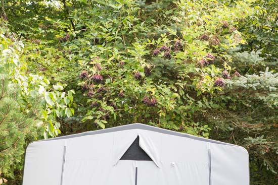 Vores redskabstelt står lige under en stor hyldebusk