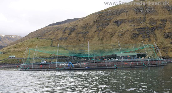 faeoerne artikel 240615 118