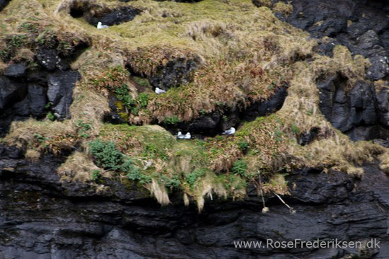 faeoerne artikel 240615 121