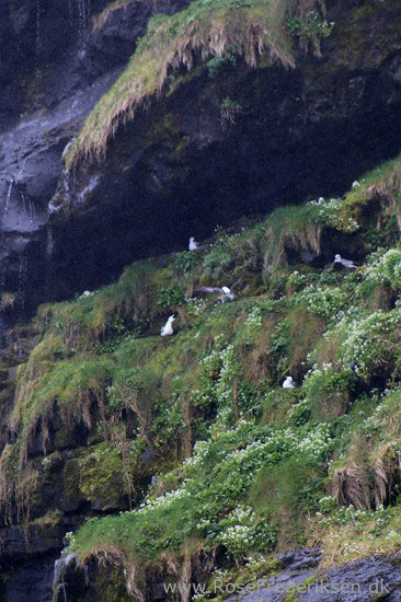 faeoerne artikel 240615 122